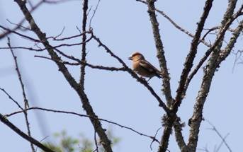 Appelvink